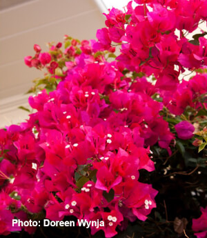 Barbara Karst Bougainvillea