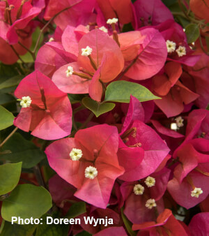 Camarillo Fiesta Bougainvillea
