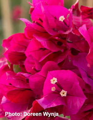 Don Mario Bougainvillea