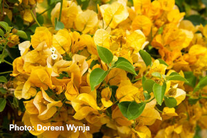 Gold Rush Bougainvillea