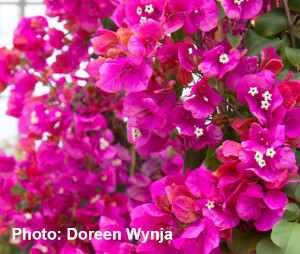 James Walker Bougainvillea