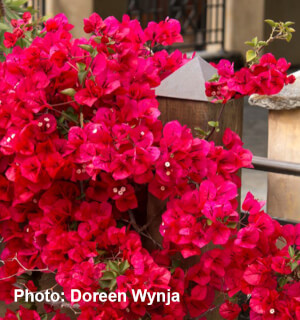 Scarlett O'Hara Bougainvillea