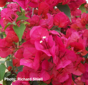 Sharon Wesley Bougainvillea