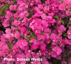 Texas Dawn Bougainvillea