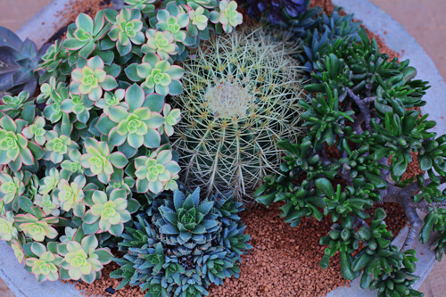 Care for Cactus in Containers | Arizona SummerWinds Nursery