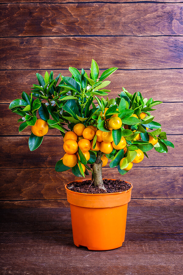 Citrus Trees Arizona SummerWinds Nursery