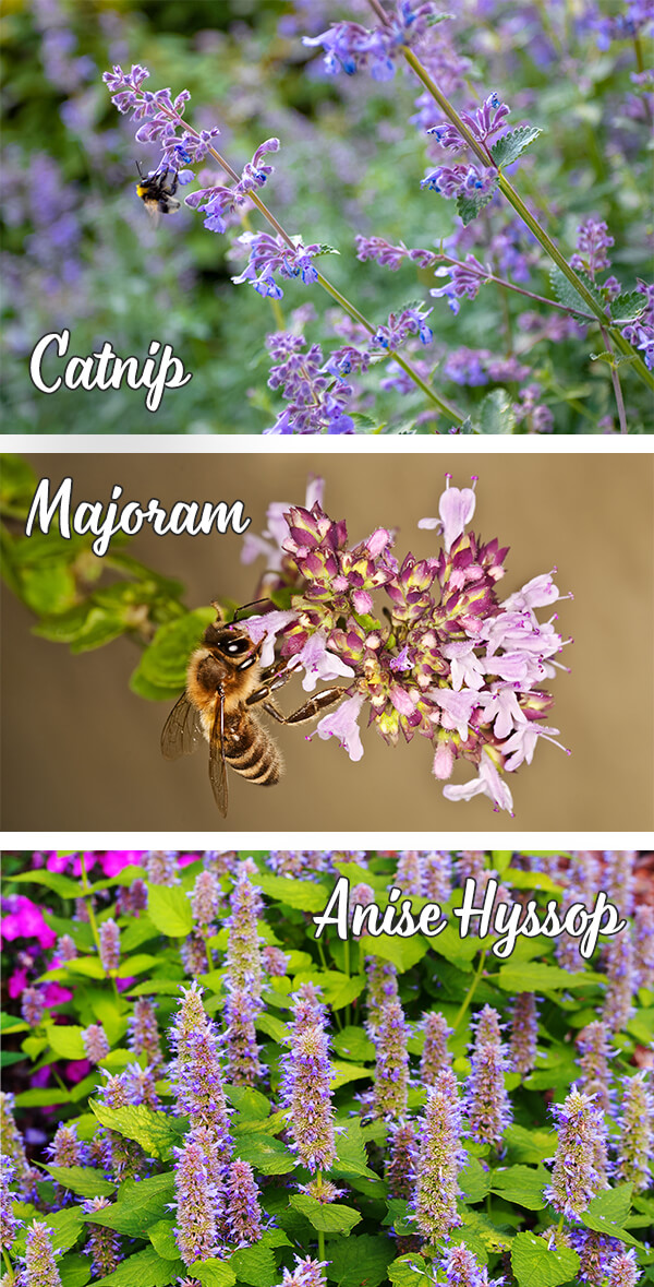 Herbs that Attract Pollinators Arizona SummerWinds Nursery