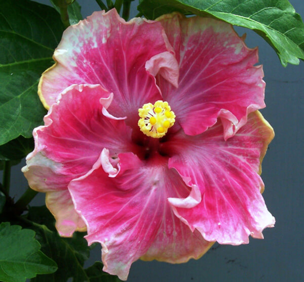 Hibiscus Plant Everything About Hibiscus Arizona SummerWinds Nursery