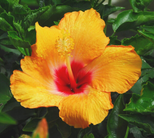 Hibiscus Plant Everything About Hibiscus Arizona SummerWinds Nursery