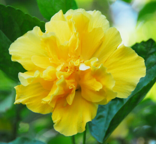 Hibiscus Plant Everything About Hibiscus Arizona SummerWinds Nursery