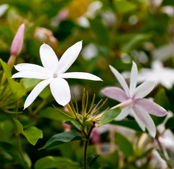 Jasmine Arizona SummerWinds Nursery