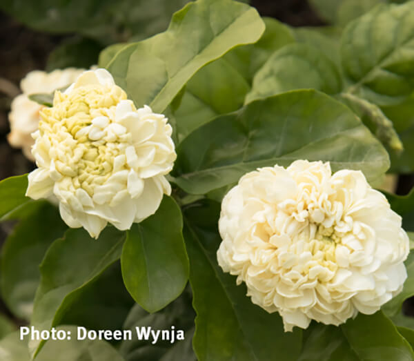 Jasmine Arizona SummerWinds Nursery