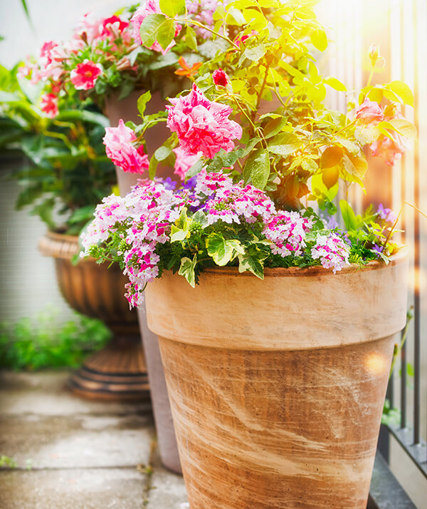 Climbing & Tree Roses Arizona SummerWinds Nursery