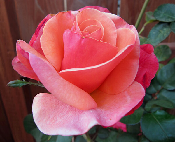 Sedona Rose Bush