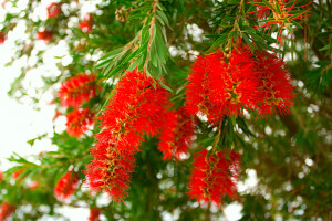 Weeping Bottlebrush Tree