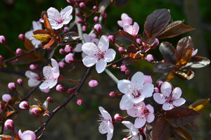Purple Leaf Plum