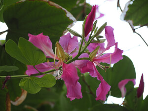 Purple Orchid Tree