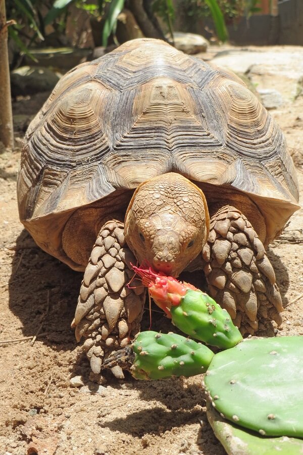 Native Plants Support Threatened Tortoises AZ SummerWinds