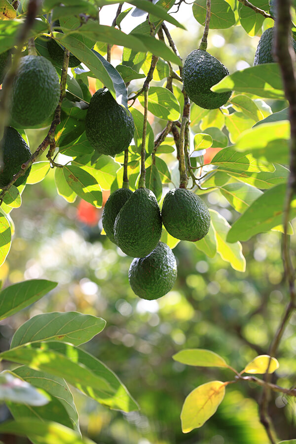 Growing Avocados in the Arizona Heat Arizona SummerWinds