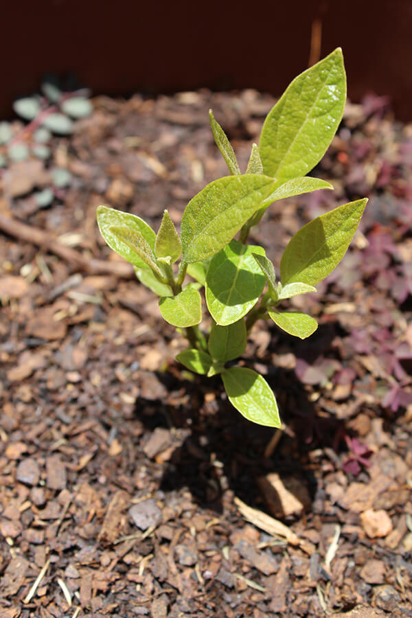 Growing Avocados in the Arizona Heat Arizona SummerWinds