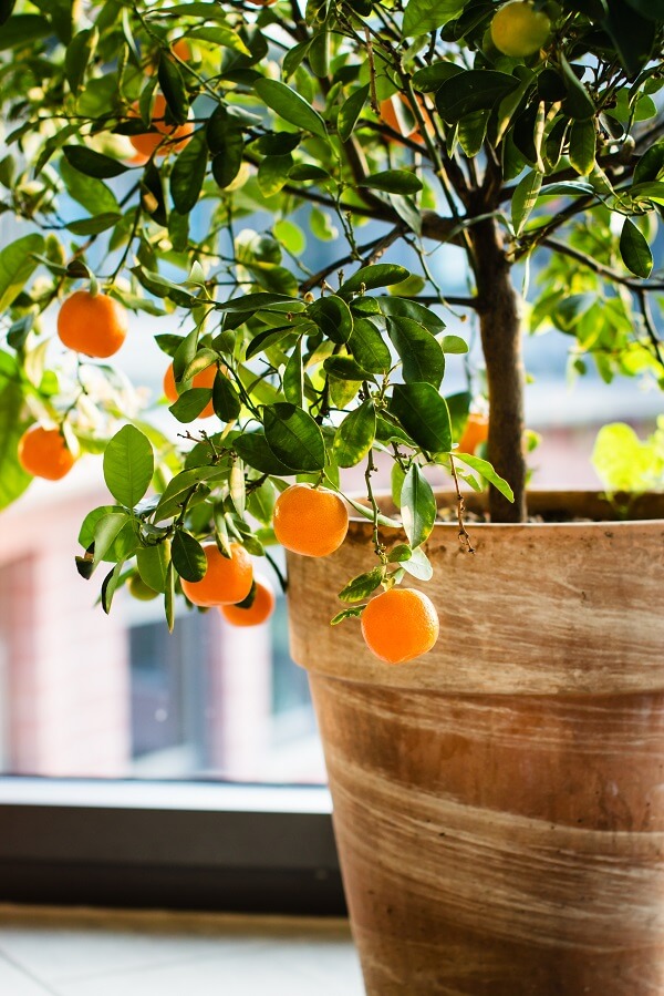 How To Grow Citrus Trees in Containers Arizona SummerWinds