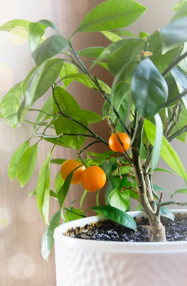 How To Grow Citrus Trees in Containers Arizona SummerWinds