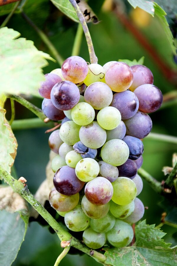How To Grow Grapes In Your Garden Arizona SummerWinds