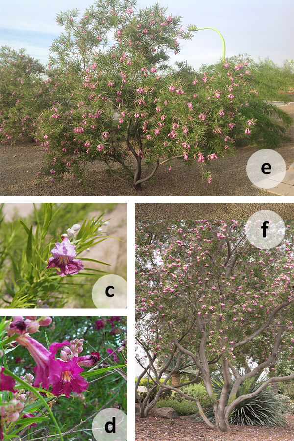 Attract Hummingbirds to Your Garden AZ SummerWinds Nursery