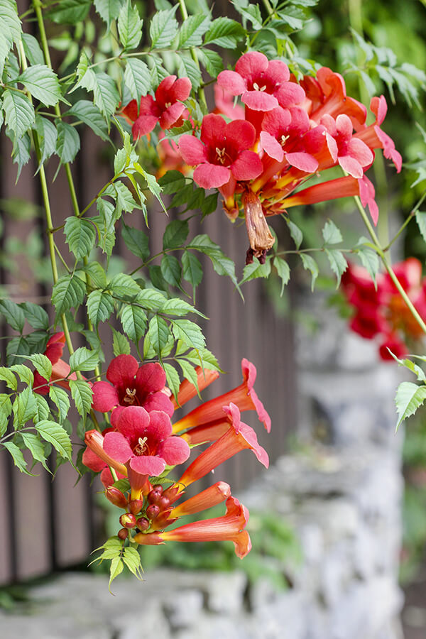 Plants that Attract Hummingbirds Arizona SummerWinds