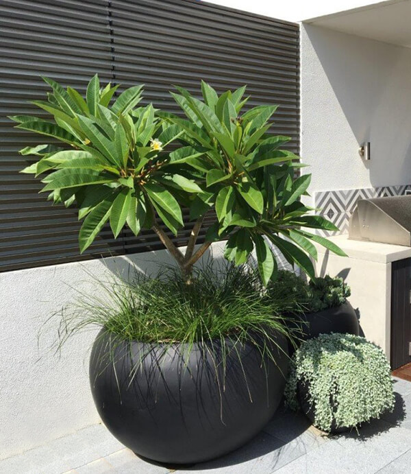 How to Grow & Care for Plumeria Arizona SummerWinds