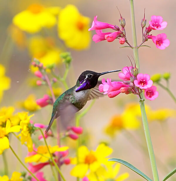 How to Create a Pollinator Friendly Gardens & Landscapes
