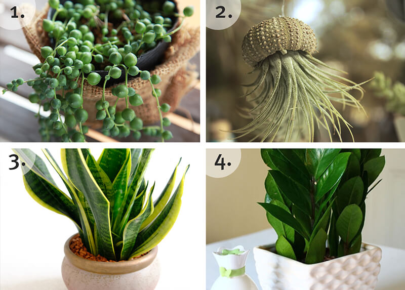 The Best In Houseplants Blog California SummerWinds
