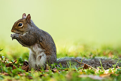 Squirrel