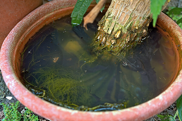 murky bird bath with stagnant water summerwinds california
