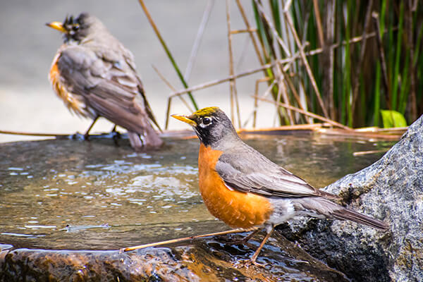 robins in natural bird bath summerwinds california