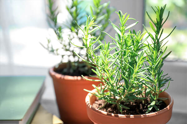 rosemary in sunlight summerwinds california