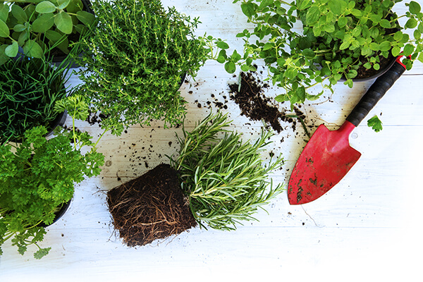 repotting herbs rosemary summerwinds california