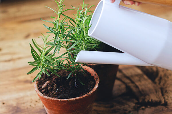 watering rosemary in terra cotta pot summerwinds california