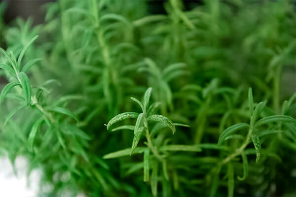 watering rosemary in terra cotta pot summerwinds california
