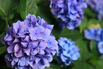 Acidic Gardening with Hydrangeas Acidic Gardening with Hydrangeas