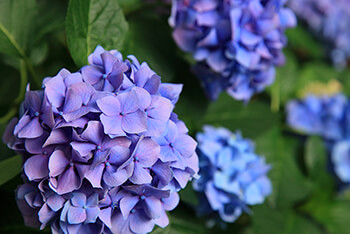 Acidic Gardening with Hydrangeas