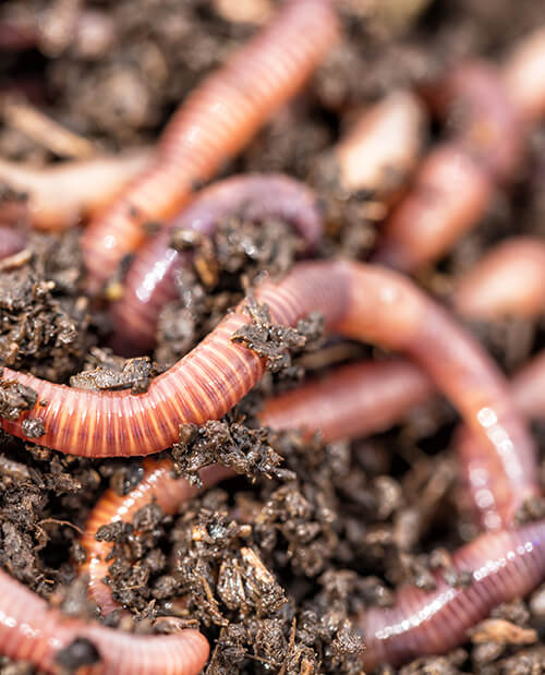 download worms insects download worms insects