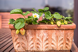 Strawberries in containers Strawberries in containers