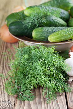 Pickling Cucumbers Pickling Cucumbers