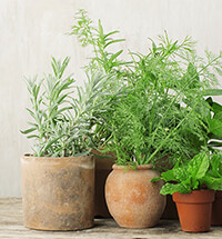 Potted Herbs Potted Herbs