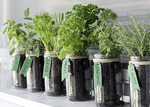 Potted Herbs