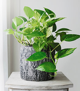 Pothos Houseplants