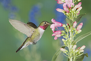 Hummingbird drinking nectar