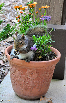 Gardening Tips: How to Keep Squirrels Out of Your Yard