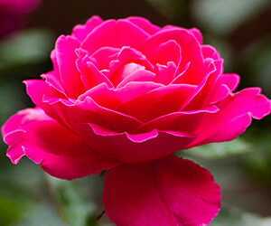 Dark Pink Roses